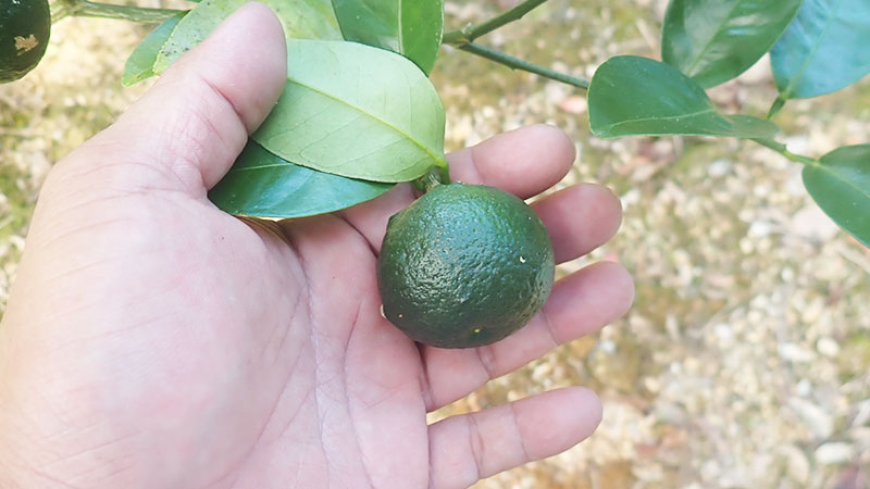 つき始めたばかりの青く小さな実のアップ写真